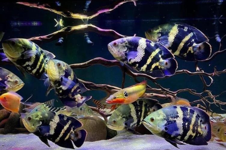 銀龍魚可以和哪些魚混養(yǎng)呢圖片