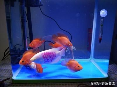 選擇魚(yú)缸燈的技巧：如何選擇合適的魚(yú)缸燈？