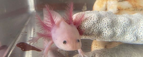 六角恐龍魚的腳（六角恐龍魚的腳結構為我們提供了關于六角恐龍魚的相關信息）