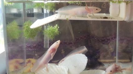六角恐龍魚的腳（六角恐龍魚的腳結構為我們提供了關于六角恐龍魚的相關信息）