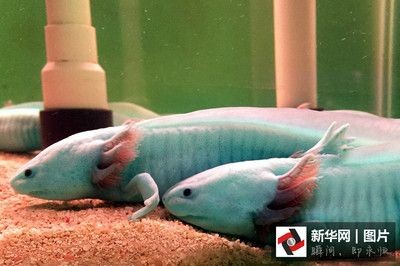 六角恐龍魚的腳（六角恐龍魚的腳結構為我們提供了關于六角恐龍魚的相關信息）