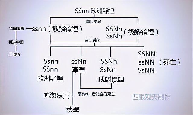 德系錦鯉為什么無鱗