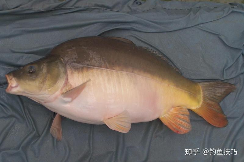 德系錦鯉為什么無鱗