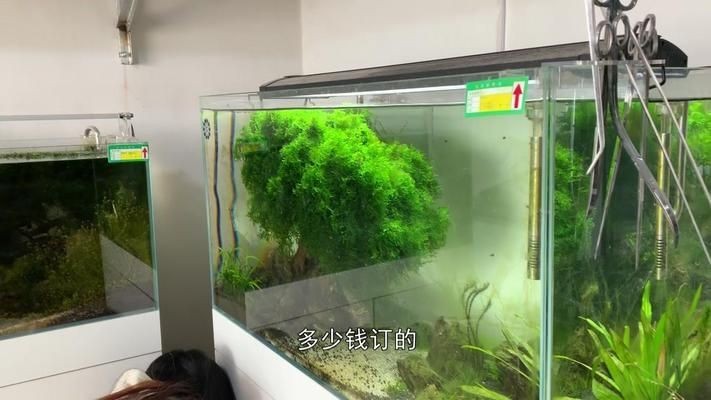 菏澤定陶魚(yú)缸定陶魚(yú)缸定做魚(yú)缸定做價(jià)格是多少錢(qián)：定陶區(qū)魚(yú)缸定陶魚(yú)缸定做魚(yú)缸定做價(jià)格是多少錢(qián)