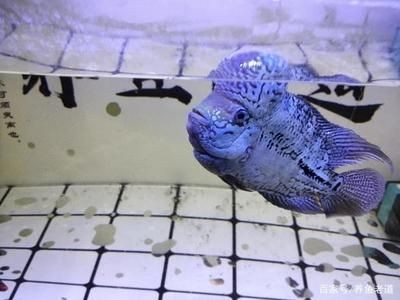 魚(yú)缸水質(zhì)管理的誤區(qū)與對(duì)策：如何選擇合適的魚(yú)缸水泵