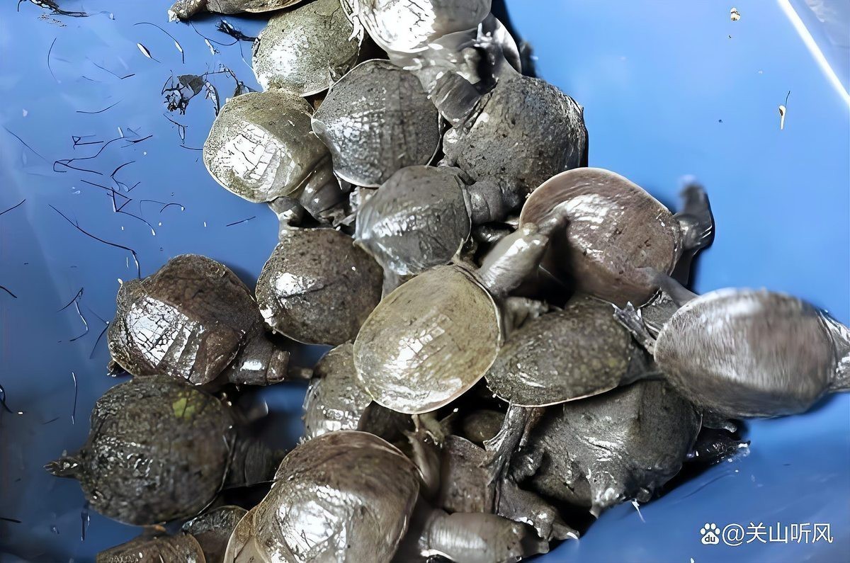家中養甲魚大忌 家中養甲魚大忌 龍魚論壇 第1張