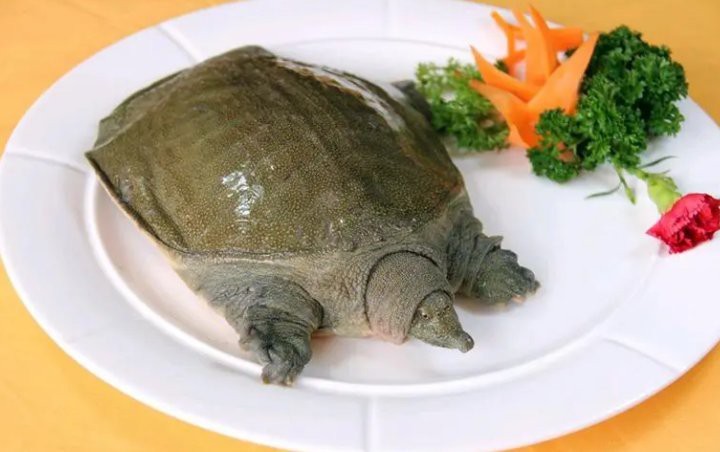 家中養甲魚大忌 家中養甲魚大忌 龍魚論壇 第4張
