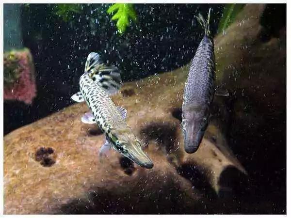 鱷雀鱔能吃多大的魚