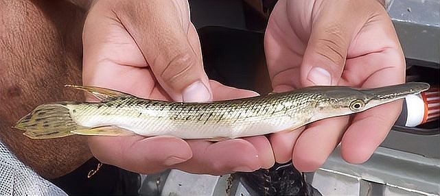 鱷雀鱔能吃多大的魚