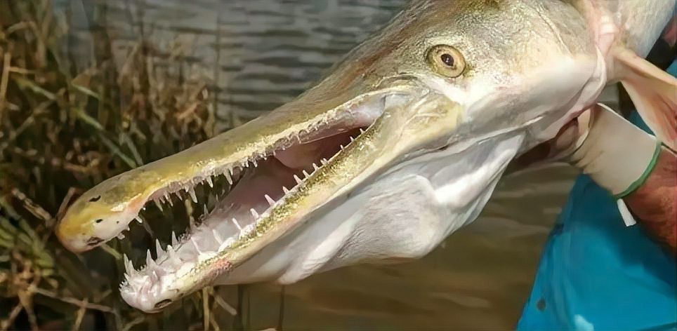 鱷雀鱔能吃多大的魚