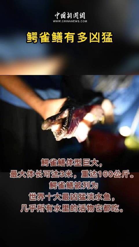 鱷雀鱔能吃多大的魚
