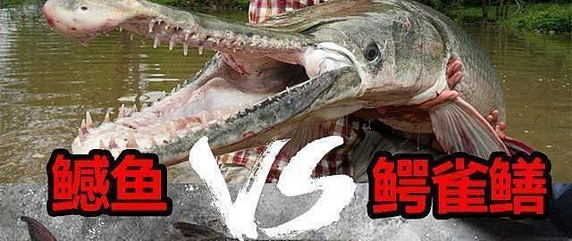 鱷雀鱔能吃多大的魚