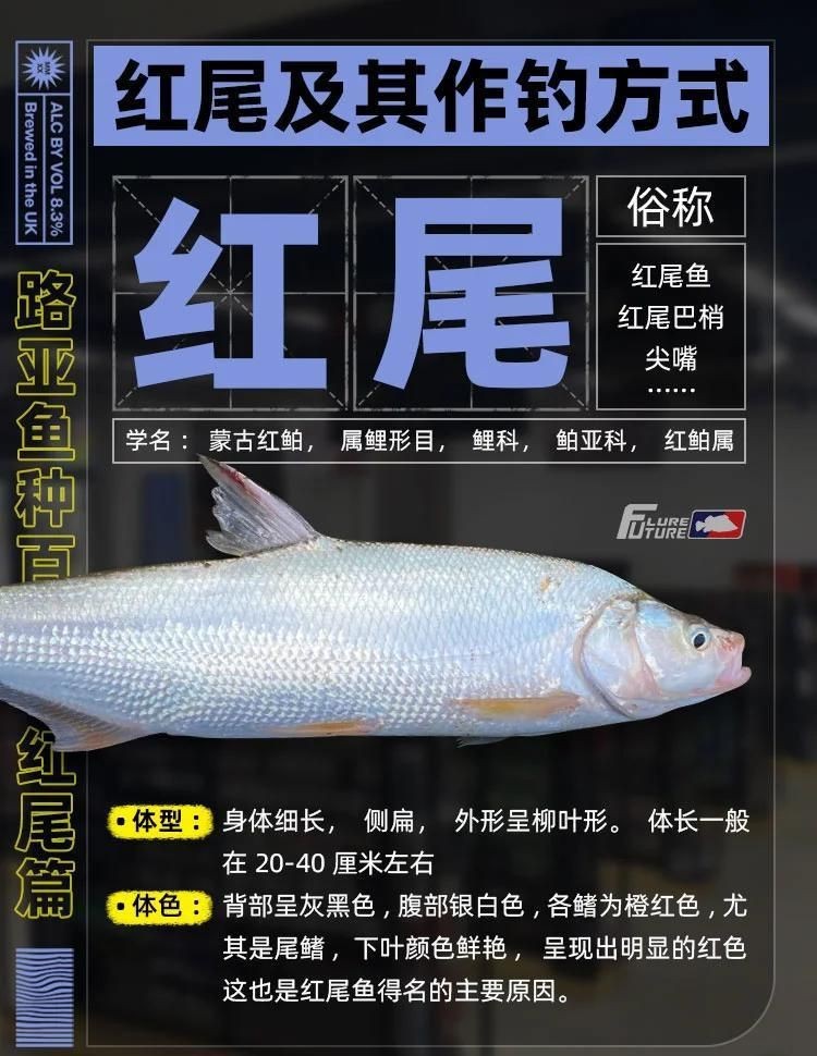 紅尾大勾魚和黑尾大勾魚區別
