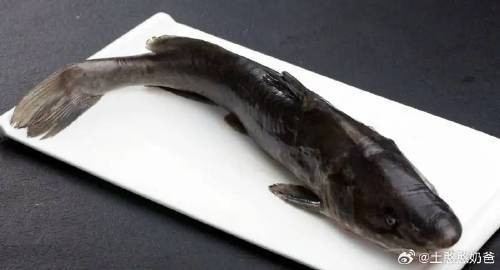 四川話肥頭是什么魚