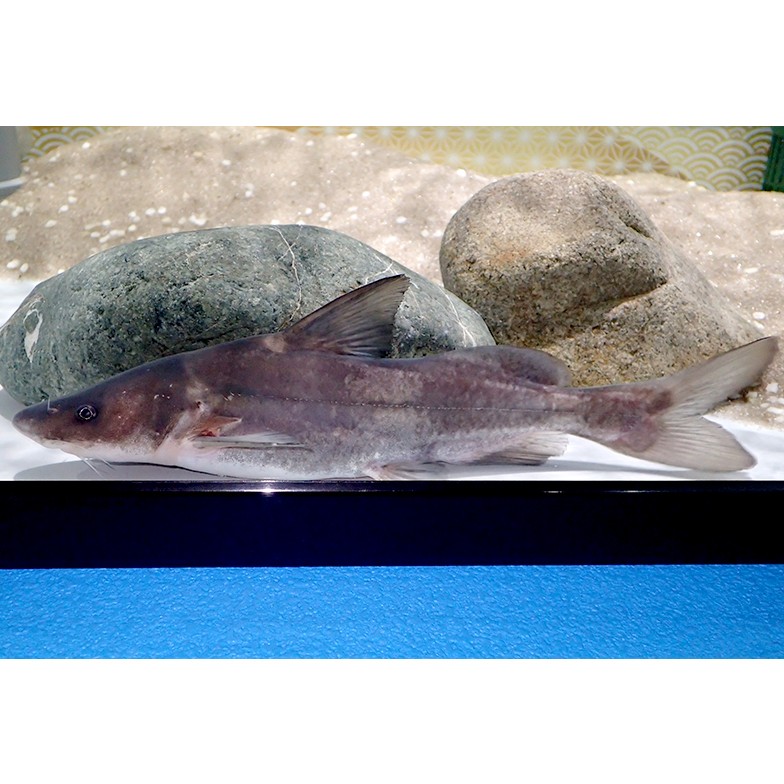 四川話肥頭是什么魚