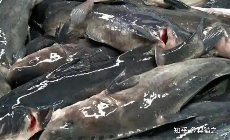 四川話肥頭是什么魚