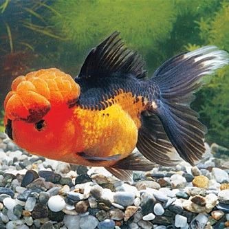 紅獅子頭金魚 龍魚論壇 第3張 紅獅子頭金魚 紅獅子頭金魚 龍魚論壇 第3張