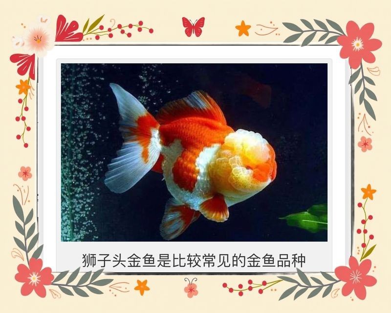 紅獅子頭金魚 龍魚論壇 第5張 紅獅子頭金魚 紅獅子頭金魚 龍魚論壇 第5張