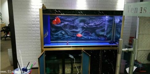 海寧水族箱養護秘籍：水族箱養護秘籍 海寧水族箱養護秘籍：水族箱養護秘籍 魚缸百科 第1張