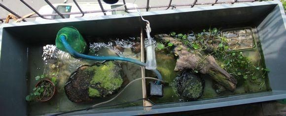 魚缸的水為什么剛換完水還渾呢 魚缸的水為什么剛換完水還渾呢 魚缸百科 第1張