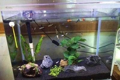 魚缸的水為什么剛換完水還渾呢 魚缸的水為什么剛換完水還渾呢 魚缸百科 第4張