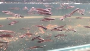 雷龍魚苗混養(yǎng)會(huì)打架嗎（如何判斷雷龍魚苗是否適合混養(yǎng)）
