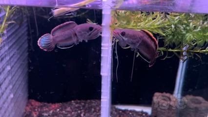 雷龍魚苗混養(yǎng)會(huì)打架嗎（如何判斷雷龍魚苗是否適合混養(yǎng)）