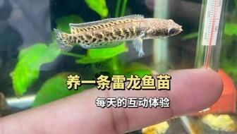 雷龍魚苗混養會打架嗎（如何判斷雷龍魚苗是否適合混養）