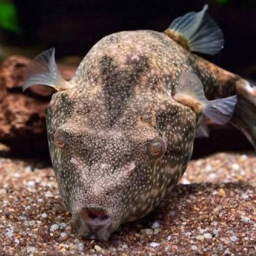 狗頭魚大全 龍魚論壇 第13張 狗頭魚大全 狗頭魚大全 龍魚論壇 第13張