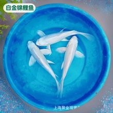 武漢最大的水族批發(fā)魚缸批發(fā)市場在哪里進(jìn)貨好，批發(fā)魚缸的地方在哪里進(jìn)貨好：武漢哪里賣魚缸最好？