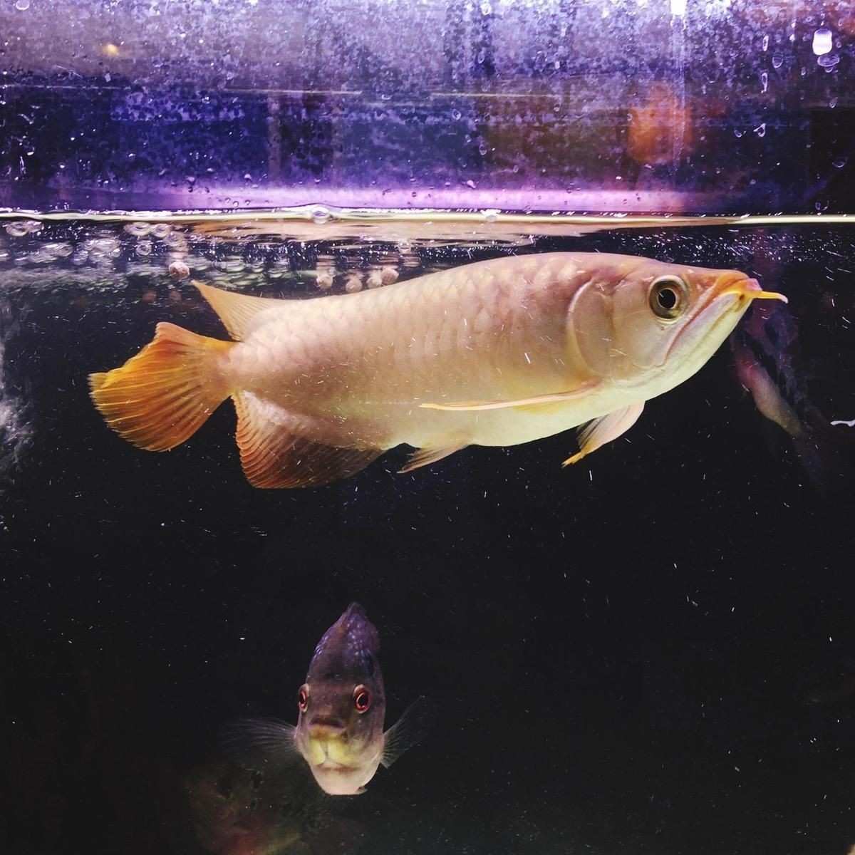 紅龍活體活魚龍魚苗幼小瑕疵練手