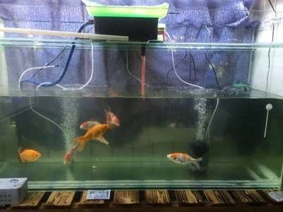 魚缸多少天換一次水比較好（魚缸多少天換一次水比較合適？） 魚缸多少天換一次水比較好（魚缸多少天換一次水比較合適？） 魚缸百科 第5張