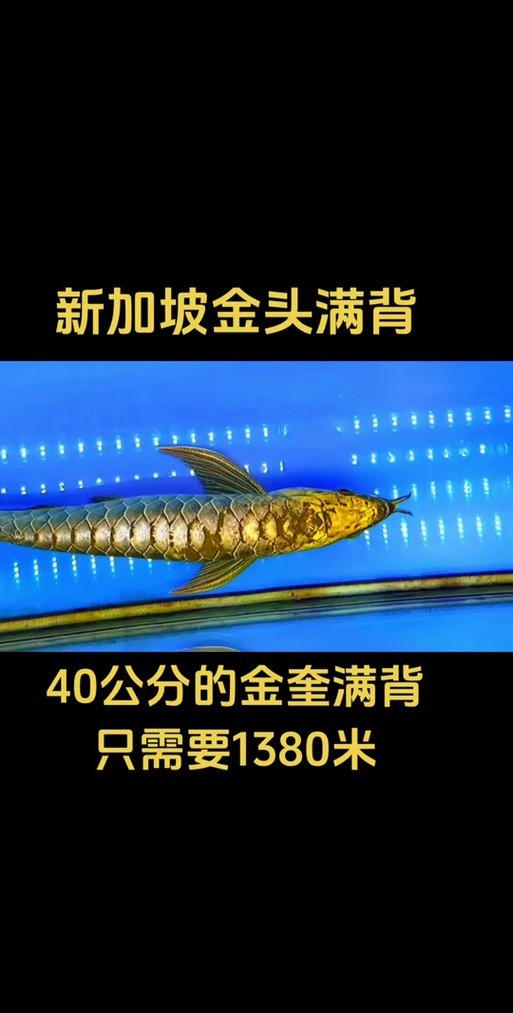 20厘米的金頭金龍魚圖片及價格表