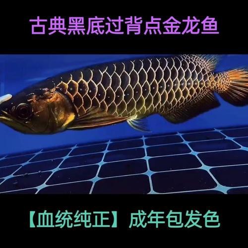 20厘米的金頭金龍魚圖片及價格表