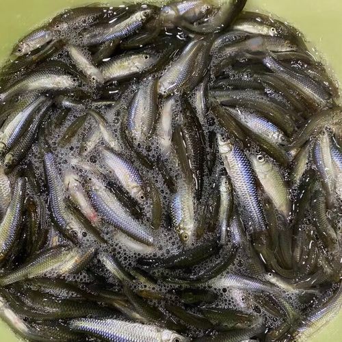 20厘米的金頭金龍魚圖片及價格表