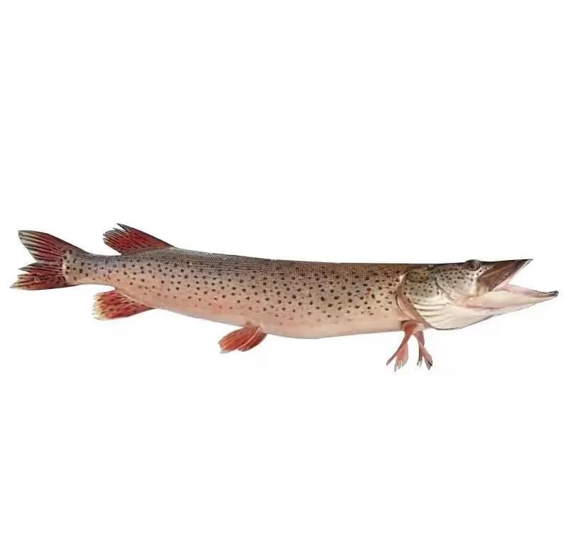 狗魚最佳吃法 龍魚論壇 第8張 狗魚最佳吃法 狗魚最佳吃法 龍魚論壇 第8張