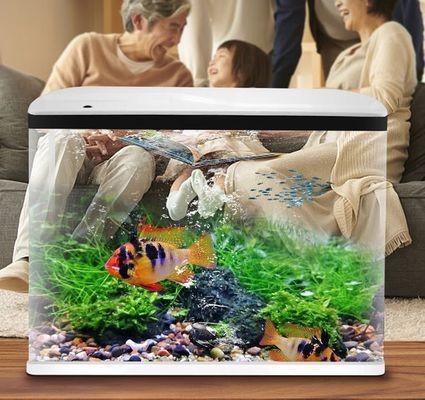 高大上的魚缸：家庭魚缸選購指南