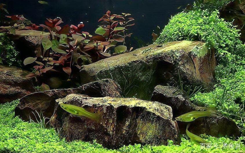 龍魚缸不養(yǎng)魚最簡單處理