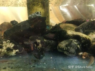 黑背景魚缸適合養(yǎng)哪些魚類：黑背景魚缸養(yǎng)護技巧 黑背景魚缸適合養(yǎng)哪些魚類：黑背景魚缸養(yǎng)護技巧 魚缸百科 第1張
