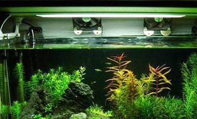 黑背景魚缸適合養(yǎng)哪些魚類：黑背景魚缸養(yǎng)護技巧 黑背景魚缸適合養(yǎng)哪些魚類：黑背景魚缸養(yǎng)護技巧 魚缸百科 第3張