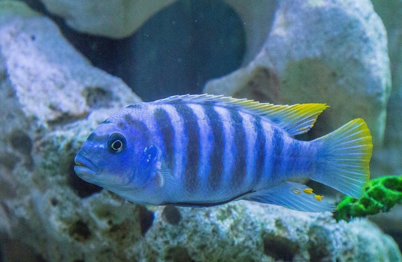 水族名錄 水族名錄 龍魚論壇 第1張