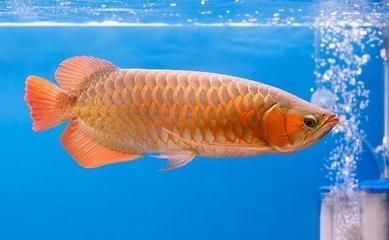 龍魚增鰭（龍魚增鰭是其外觀特征的重要組成部分，不僅能提升龍魚的觀賞價值） 龍魚增鰭（龍魚增鰭是其外觀特征的重要組成部分，不僅能提升龍魚的觀賞價值） 龍魚百科 第1張