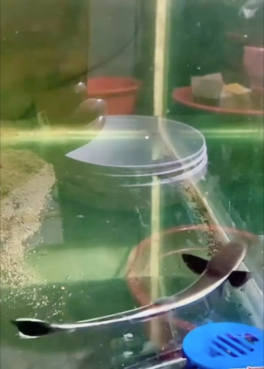 這是什么魚有見過的嗎？