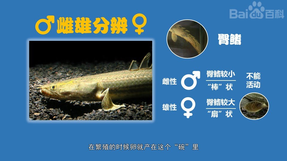 如何判斷鱷魚恐龍王魚的性別？ 如何判斷鱷魚恐龍王魚的性別？ 龍魚百科