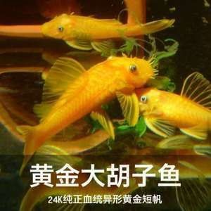 魚缸除藻最佳的魚 金色：魚缸除藻最佳的幾種魚類
