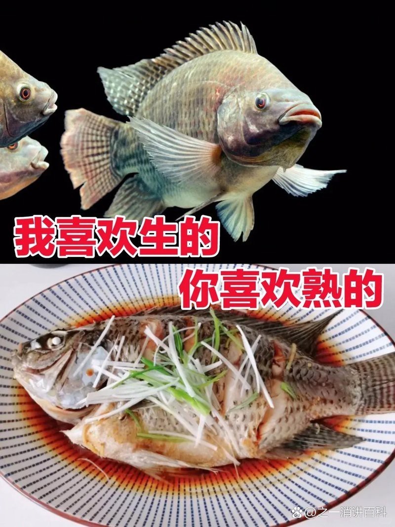 福壽魚名字的由來 福壽魚名字的由來 龍魚論壇 第3張