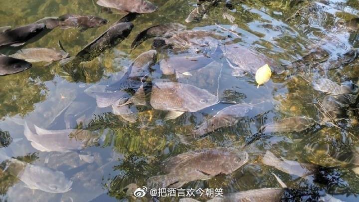 福壽魚名字的由來 福壽魚名字的由來 龍魚論壇 第4張