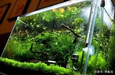 觀賞魚缸加熱棒(觀賞魚缸加熱棒需要考慮多個因素選擇加熱棒的因素) 魚缸百科 第1張 觀賞魚缸加熱棒(觀賞魚缸加熱棒需要考慮多個因素選擇加熱棒的因素) 觀賞魚缸加熱棒(觀賞魚缸加熱棒需要考慮多個因素選擇加熱棒的因素) 魚缸百科 第1張