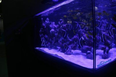 觀賞魚缸加熱棒(觀賞魚缸加熱棒需要考慮多個因素選擇加熱棒的因素) 魚缸百科 第3張 觀賞魚缸加熱棒(觀賞魚缸加熱棒需要考慮多個因素選擇加熱棒的因素) 觀賞魚缸加熱棒(觀賞魚缸加熱棒需要考慮多個因素選擇加熱棒的因素) 魚缸百科 第3張