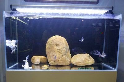 觀賞魚缸加熱棒（觀賞魚缸加熱棒需要考慮多個因素選擇加熱棒的因素） 觀賞魚缸加熱棒（觀賞魚缸加熱棒需要考慮多個因素選擇加熱棒的因素） 魚缸百科 第2張